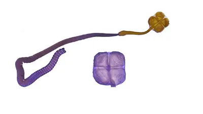 Acanthobothrium goleketen. Acanthobothrium goleketen.