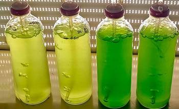 Científicos del Conicet demostraron el valor biotecnológico de microalgas de agua dulce | Conicet