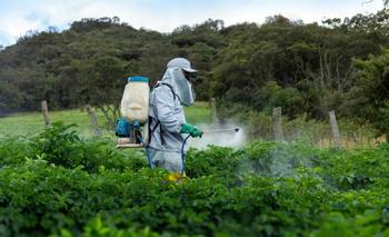 La "lista negra" de 2026: los alimentos con más pesticidas, según un estudio | Salud