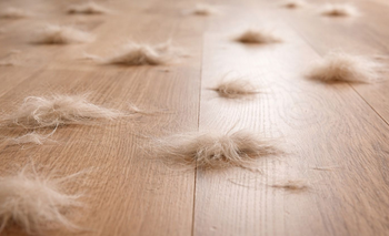 Chau pelos de mascotas: el truco casero para barrerlos de forma efectiva | Consejos de limpieza