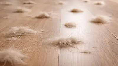 Chau pelos de mascotas: el truco casero para barrerlos de forma efectiva en segundos Chau pelos de mascotas: el truco casero para barrerlos de forma efectiva en segundos