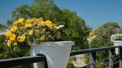 plantas para el balcón. plantas para el balcón.