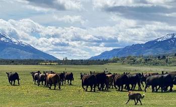 Argentina en venta: Milei quiere permitir a extranjeros comprar más del 15% del país | Ley de tierras rurales