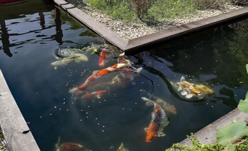 Pasión absoluta: Juan Pablo ama los peces y se hizo su propio estanque  | Historias de vida