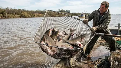 Peces Peces