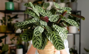 Por qué no deberías tener plantas artificiales en tu casa: la advertencia del Feng Shui | Plantas