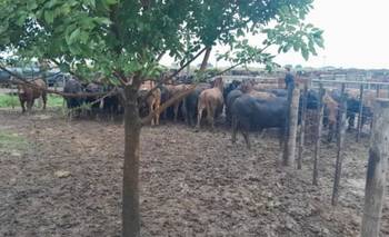 161 vacas, un influencer y un caso con versiones cruzadas: qué pasó | Santa fe