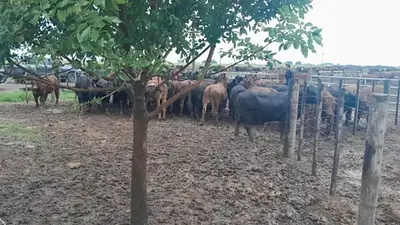 161 vacas, un influencer y un caso con versiones cruzadas: qué pasó entre La Joya Agro y un productor rural 161 vacas, un influencer y un caso con versiones cruzadas: qué pasó entre La Joya Agro y un productor rural