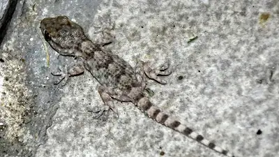 Lagartija Lagartija