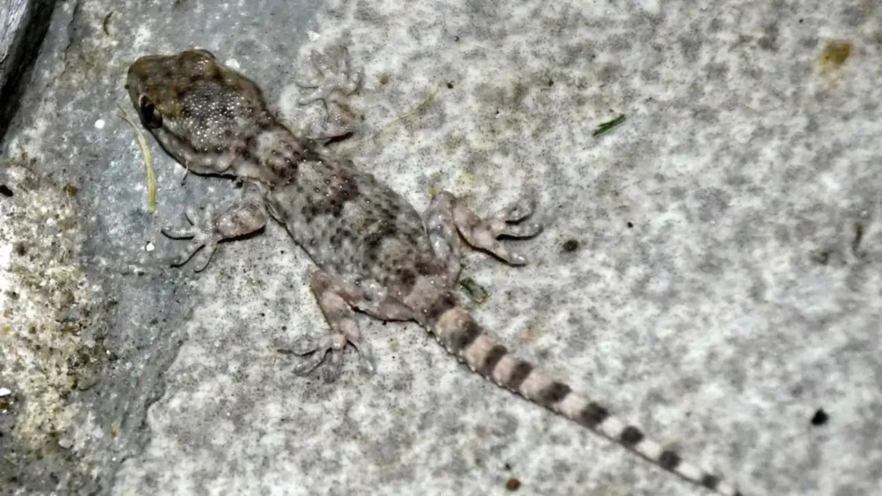 Lagartija