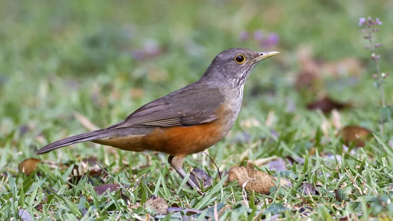 Zorzal
