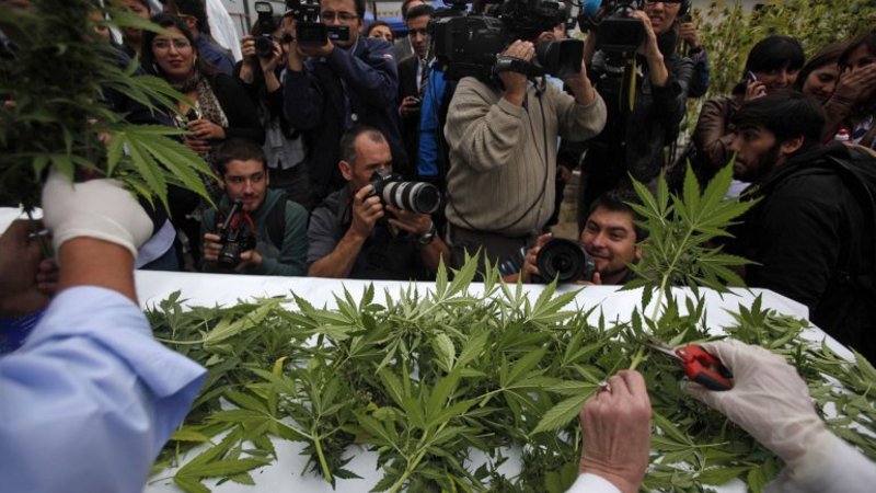 Chile: cosecharon la primer plantación de marihuana legal de Sudamérica
