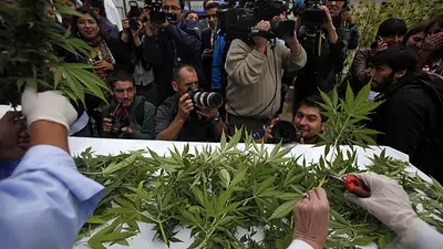 Chile: cosecharon la primer plantación de marihuana legal de Sudamérica Chile: cosecharon la primer plantación de marihuana legal de Sudamérica