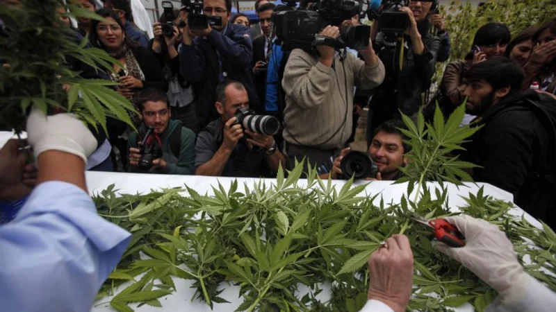 Chile: cosecharon la primer plantación de marihuana legal de Sudamérica