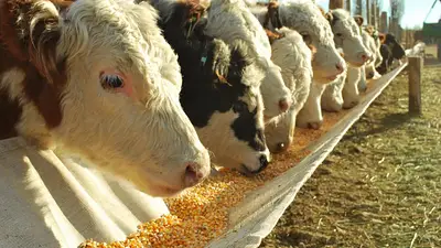 La mitad de la carne argentina ya no viene del campo La mitad de la carne argentina ya no viene del campo