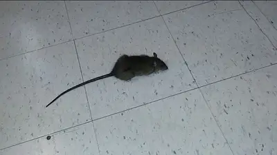 Encuentran ratas en el edificio del Ministerio de Trabajo Encuentran ratas en el edificio del Ministerio de Trabajo