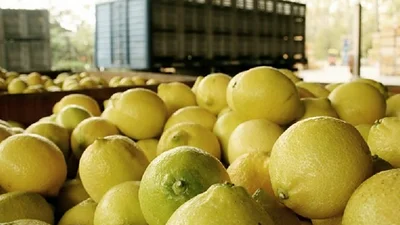 Después de seis años, EE.UU levantó la restricción a los limones argentinos Después de seis años, EE.UU levantó la restricción a los limones argentinos
