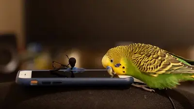 VIDEO: Un tierno periquito parlanchín imita a Siri, la asistente de iPhone VIDEO: Un tierno periquito parlanchín imita a Siri, la asistente de iPhone