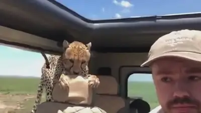 El tenso momento en el que un chita interrumpe tu safari por África El tenso momento en el que un chita interrumpe tu safari por África