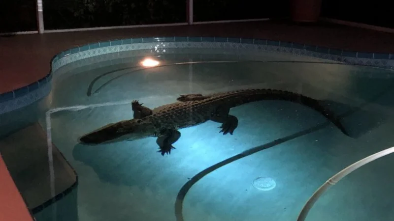 Un cocodrilo gigante invade una pileta en la Florida