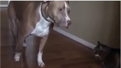 VIRAL: el pitbull aterrorizado por un gatito VIRAL: el pitbull aterrorizado por un gatito