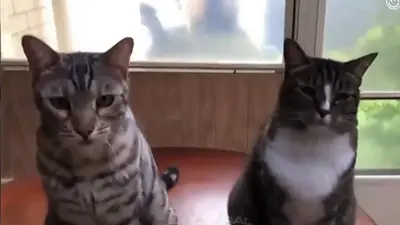 VIRAL: el gato que delata a su compañero VIRAL: el gato que delata a su compañero