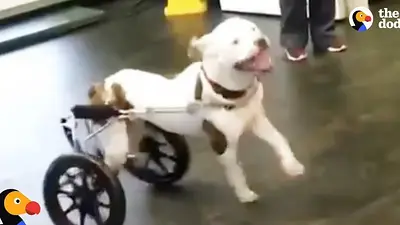 EMOCIONANTE: la felicidad de esta perrita con su nueva silla de ruedas EMOCIONANTE: la felicidad de esta perrita con su nueva silla de ruedas