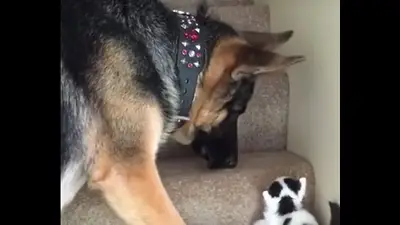 VIRAL: Un ovejero carga a un pequeño gatito por las escaleras VIRAL: Un ovejero carga a un pequeño gatito por las escaleras