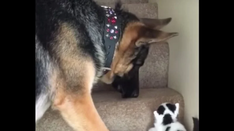 VIRAL: Un ovejero carga a un pequeño gatito por las escaleras