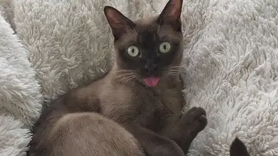 La graciosa reacción de un gato a un simulacro de alerta por tornado La graciosa reacción de un gato a un simulacro de alerta por tornado