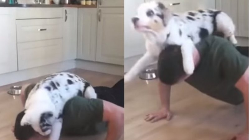 VIRAL: Este perro "ayuda" a su dueño con las flexiones de brazo