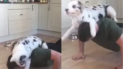 VIRAL: Este perro "ayuda" a su dueño con las flexiones de brazo VIRAL: Este perro "ayuda" a su dueño con las flexiones de brazo