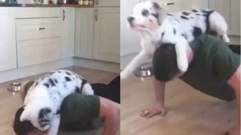 VIRAL: Este perro "ayuda" a su dueño con las flexiones de brazo