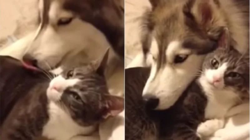 La tierna amistad de un perro y un gato