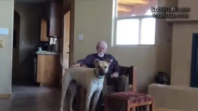 EMOCIONANTE: El compañerismo de un perro a su dueño con Alzheimer EMOCIONANTE: El compañerismo de un perro a su dueño con Alzheimer