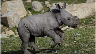 Un rinoceronte bebé defiende a su mamá lastimada y es lo más tierno que vas a ver hoy Un rinoceronte bebé defiende a su mamá lastimada y es lo más tierno que vas a ver hoy