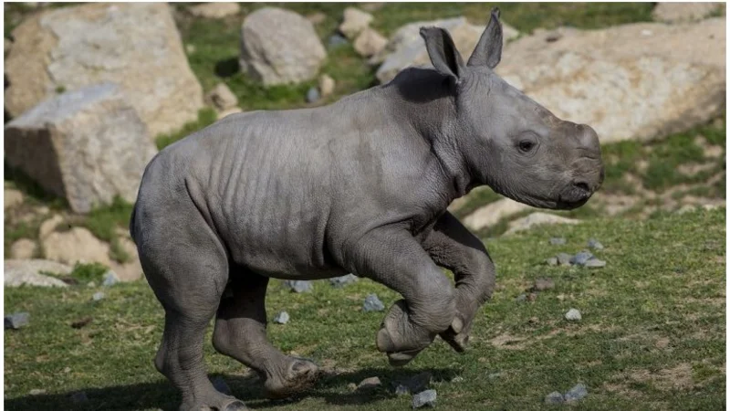 Un rinoceronte bebé defiende a su mamá lastimada y es lo más tierno que vas a ver hoy