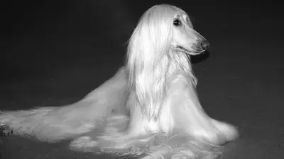 Los galgos afganos modelos que posan mejor que nosotros Los galgos afganos modelos que posan mejor que nosotros