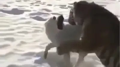 VIRAL: El encuentro de un tigre y un perro que no termina como esperabas VIRAL: El encuentro de un tigre y un perro que no termina como esperabas