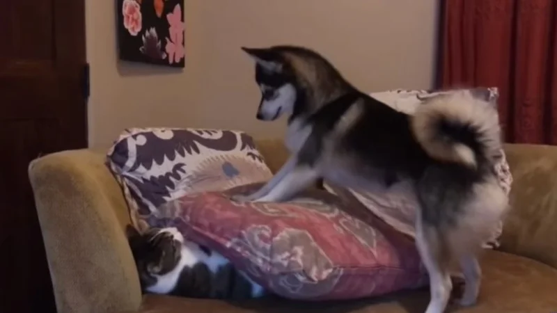VIRAL: Un perro quiere despertar a su amigo a toda costa