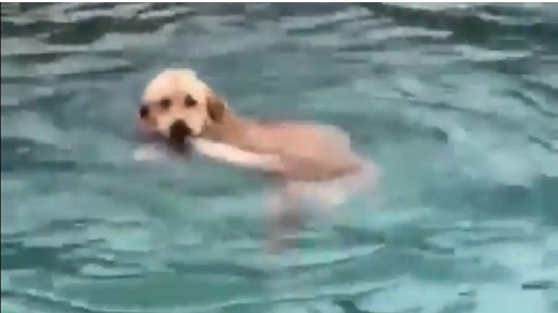 VIDEO: La manera más tierna de formar un huracán