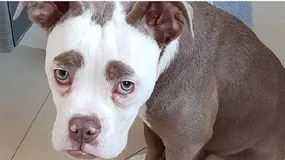 Madame Eyebrows, la perrita con la expresión más triste de todo Instagram Madame Eyebrows, la perrita con la expresión más triste de todo Instagram