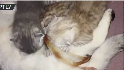 VIDEO: Una gata adopta a una ardilla bebé abandonada y la amamanta junto a sus hijitos VIDEO: Una gata adopta a una ardilla bebé abandonada y la amamanta junto a sus hijitos