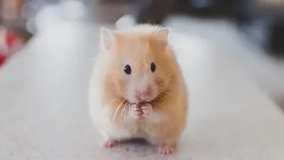 El hámster que representa nuestra reacción cada vez que nos piden comida El hámster que representa nuestra reacción cada vez que nos piden comida