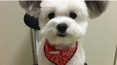 FOTOS: El perro con orejas de Mickey Mouse que conquistó a Instagram FOTOS: El perro con orejas de Mickey Mouse que conquistó a Instagram