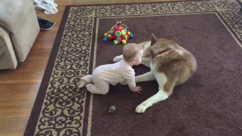 VIRAL: El tierno juego de un bebe son su perro