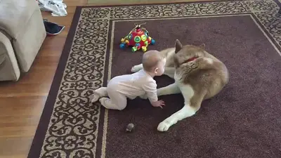 VIRAL: El tierno juego de un bebe son su perro VIRAL: El tierno juego de un bebe son su perro