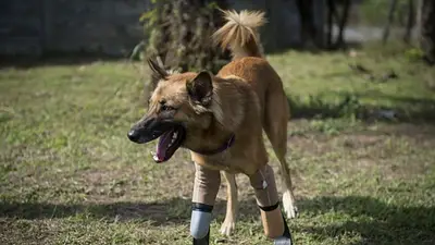 Un joven argentino ofrece prótesis gratuitas para perros con discapacidad Un joven argentino ofrece prótesis gratuitas para perros con discapacidad