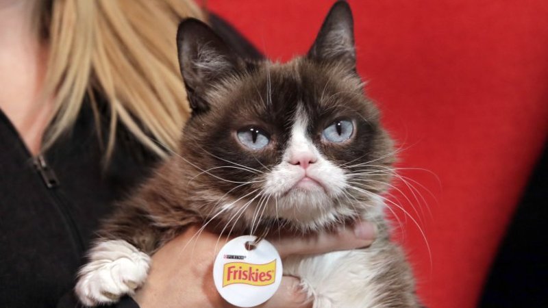 ¡La famosa "Grumpy cat" ganó una demanda histórica!