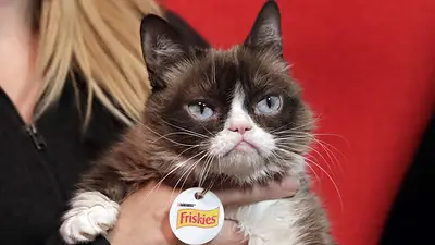¡La famosa "Grumpy cat" ganó una demanda histórica! ¡La famosa "Grumpy cat" ganó una demanda histórica!